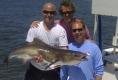 Amelia Island Cobia